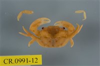 藏品(平背蜞)的圖片